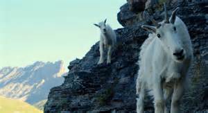 Alaskan Mountain Goats in Glacier Bay